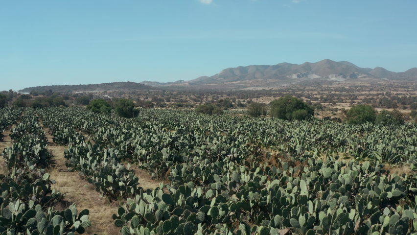 Cactus plant farm on highland. Agriculture of Mexico. Prickly pear rows landscape in sunny weather with mountain range on background. drone flies over opuntia farm Royalty-Free Stock Footage #1088645407