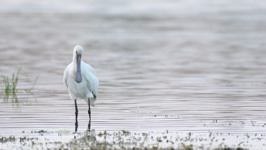 Eurasian spoonbill Platalea leucorodia, or common spoonbill Stands in the pond and cleans his feathers. | Shutterstock HD Video #1088647745