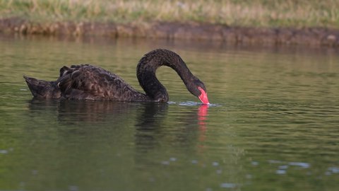 Black swan the lake. Cygnus atratus The bird drinks water and swims on the lake.