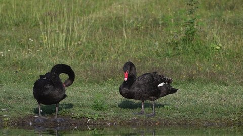 Two Black swan the lake. Cygnus atratus Birds stand on the shore and clean their feathers.