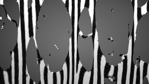 Zebra patterned hide. Animal fur skin fabric torn to shreds, holes revealing the gray background. Striped cloth simulation, 3D animated intro. Alpha channel as matte mask included.