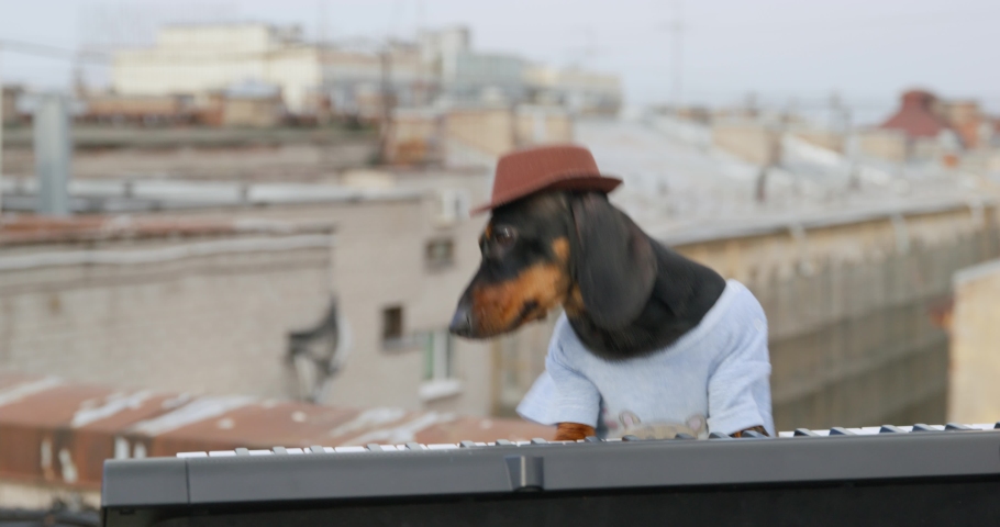 Funny dachshund dog in hat dynamically plays contemporary synthesizer keyboard dancing while performs ON building roof at music concert closeupt at the sunset Royalty-Free Stock Footage #1088652411