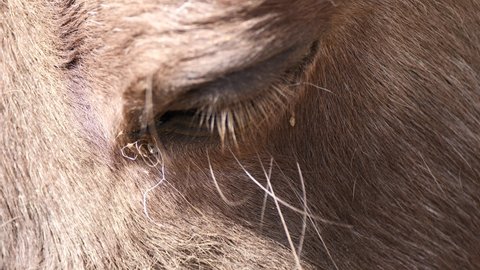 Extreme macro shot of closed horse eye enjoying sunlight outdoors in nature