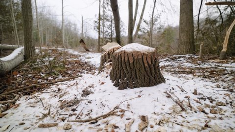 Large Tree Stump with teeth marks Gnawed by a Canadian Beaver covered in snow. Rouge Park Toronto