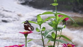 macro insect clips. black butterfly perched on a red flower with a river in the background. one of the pollination of flowers by a butterfly