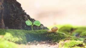 The fresh spring buds and clear morning dew on the moss and transparent water drops fall, and the snail moves slowly and leisurely, moving its antennae.
 - Powered by Shutterstock - Get 15% off with code: PIKWIZARD15