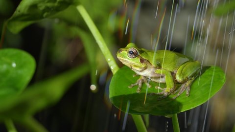 4K slow motion video of frogs bathing in water.
4K 120fps edited to 30fps.