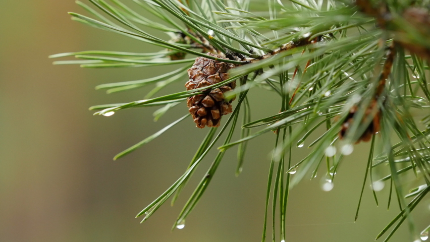 Water drops on pine tree needles. Close up view. Royalty-Free Stock Footage #1088656311