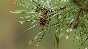 Water drops on pine tree needles. Close up view. - Powered by Shutterstock - Get 15% off with code: PIKWIZARD15
