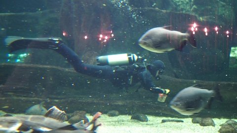 A flock of piranhas shooting underwater. Aquarium piranhas, a flock of predatory fish. Stock video. High quality 4k footage