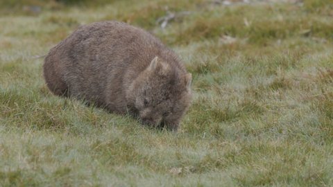 high frame rate front view of a common wombat grazing grass at ronny creek on a rainy day at cradle mountain national park in tasmania, australia