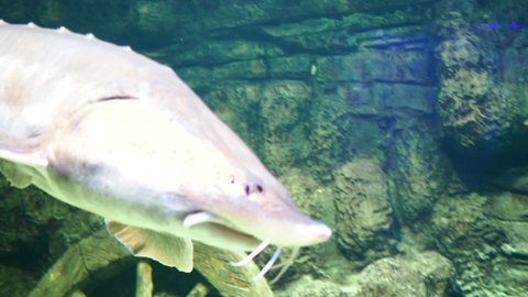 Atlantic sturgeon, underwater video of a large sturgeon. Red book fish. High quality 4k footage