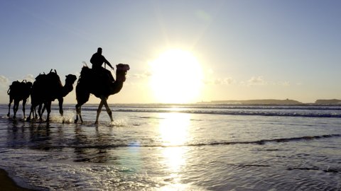 Silhouettes of camels dromedaries at sunset at the beach of Essaouira, Morocco. Beautiful serene landscape scenery background, backlit, with lens flare. Tourist destination Essaouira. 4k.