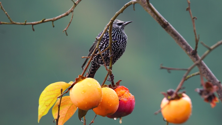 Beautiful shot of Common Starling feeding on palm fruit in rain weather. Royalty-Free Stock Footage #1088657769