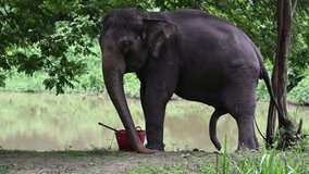 Asia elephant eat food in the forest