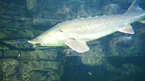 Atlantic sturgeon, underwater video of a large sturgeon. Red book fish. . High quality 4k footage