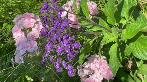 Blue, violet and white color Heliotropium flowers in a garden in July 2021