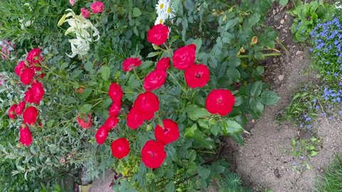 Red, white and scarlet color Floribunda Rose Planten un Blomen flowers in a garden in July 2021