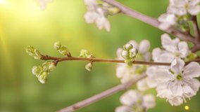 Spring flowers opening. Beautiful Spring Cherry tree blossom open timelapse, extreme close up. Time lapse of Easter fresh pink blossoming Cherry closeup. Blooming backdrop on the background of green