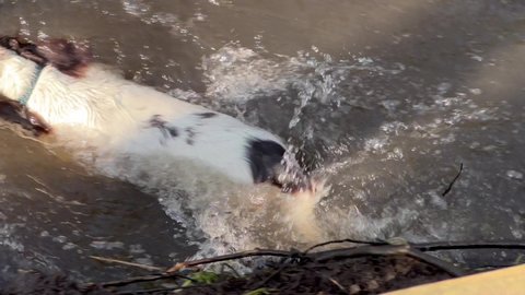 a white with dark brown patches springer spaniel swimming in a river and climbs out on to a muddy bank, tail wagging 