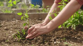Caucasian woman transplanting tomato seedlings into fertile cultivated soil at a vegetable garden, handheld shot. - Powered by Shutterstock - Get 15% off with code: PIKWIZARD15