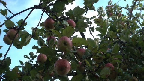 Fruit orchards in summer, Juicy ripe apples hang on apple branches against background of summer blue sky with white clouds