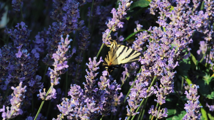 Beautiful butterfly on a flower. Summer field. Slow motion shot.