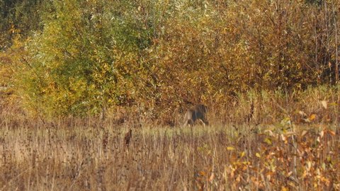 A roe deer grazes in an autumn meadow in front of a thicket of bushes