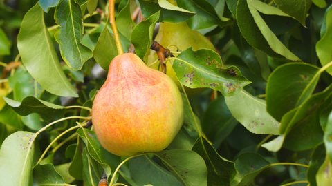 Ripe pear on a branch in the garden