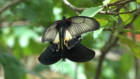 Butterfly on tree leaf on rainy day. Butterfly couples mating