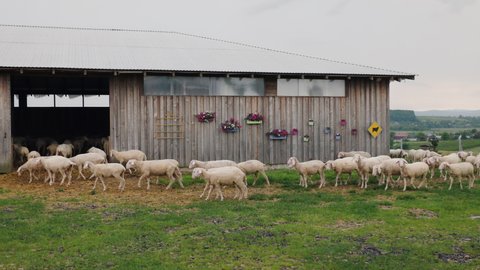 A flock of sheep lambs enters the stable hiding from the rain. Summer evening at the farm. wide shot