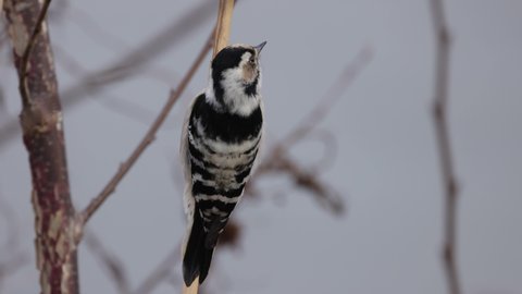 Little woodpecker swinging on a reed, close-up, 4K slomo
