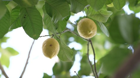 Two ripe yellow lemons on the branch of a lemon tree 4K