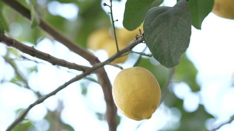 View of a ripe yellow lemons on the branch of a tree 4K