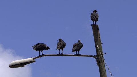 group of 4 Black Vulture perched on a lamppost, bird Coragyps atratus Gallote Gallinazo Cathartidae