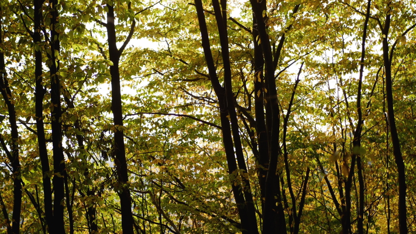 beautiful forest view in autumn. 4k video