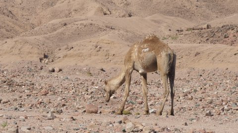 Exhausted camel looking for food in desert. Egyptian hungry young animal walking in barren area. Side view. Thirsty sick mammal moving hardly its legs, seeking for forage in sandy arid place