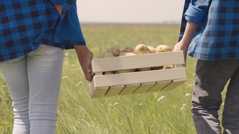 two young farmers carry box potatoes across field. farming concept. healthy eating organic vegetables. fresh harvest from farm garden. organic food potato production. agronomists work land harvesting