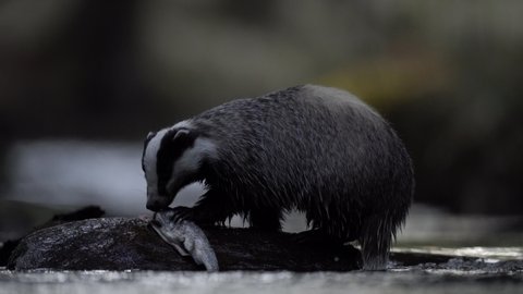 Wildlife in Europe forest. Badger in wood, animal in nature habitat, Germany, Europe. Wild Badger drink water in the river, Meles meles, animal in wood. Mammal in environment, rainy day. 