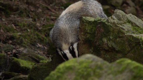 Badger in the forest. Mammal in environment, rainy day. Badger in the forest, animal in nature habitat, Germany, Europe. Wild Badger, Meles meles, animal in wood.