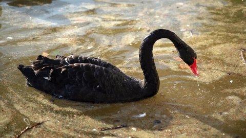 2 a beautiful large black swan with an orange beak dives underwater in search of food