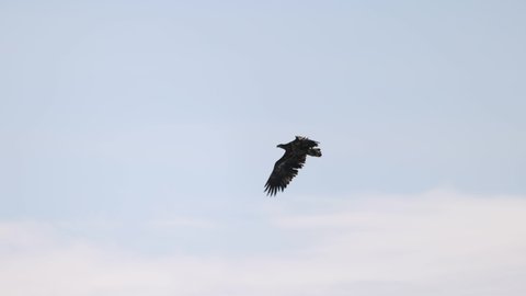 Sky flight of white-tailed eagle, close-up 4K slomo