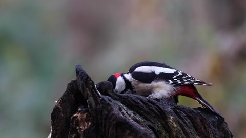 Great Spotted Woodpecker foraging on tree stump
