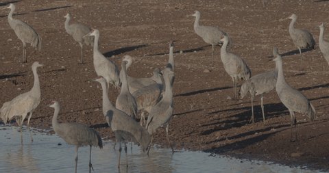 Sandhill Crane Flock Cranes Standing Wading in Water in Slow Motion