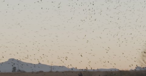 Blackbird Flock Blackbirds Flying Swarming Circling Roosting at Dusk Twilight