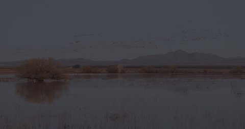 Flocks of Sandhill Cranes Flying Migrating at Dawn Dusk Morning Evening