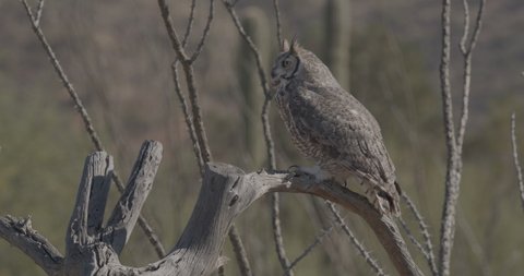 Great Horned Owl Bird Perched Looking Around Flying in Slow Motion in Desert