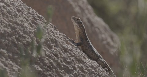Lizard Looking Around On Rock in Sonoran Desert