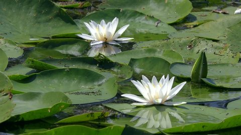 Two flowers White Water-lily or European white water lily (Nymphaea alba) and its reflection in surface freshwater pond, medium shot.