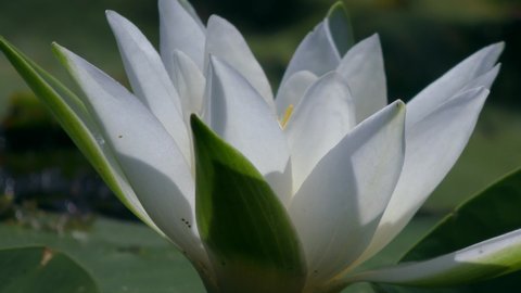 Beautiful flower White Water-lily or European white water lily (Nymphaea alba) on the surface of a freshwater reservoir, close-up.